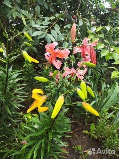 Лилии луковицы и цветы