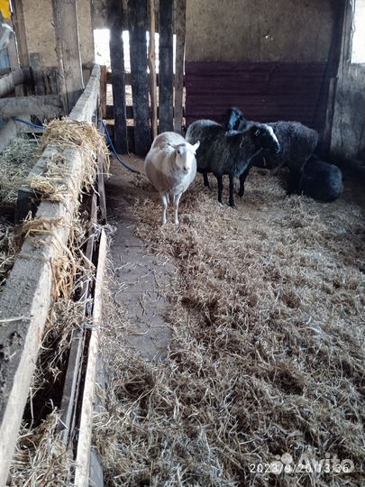 Мясо баранина