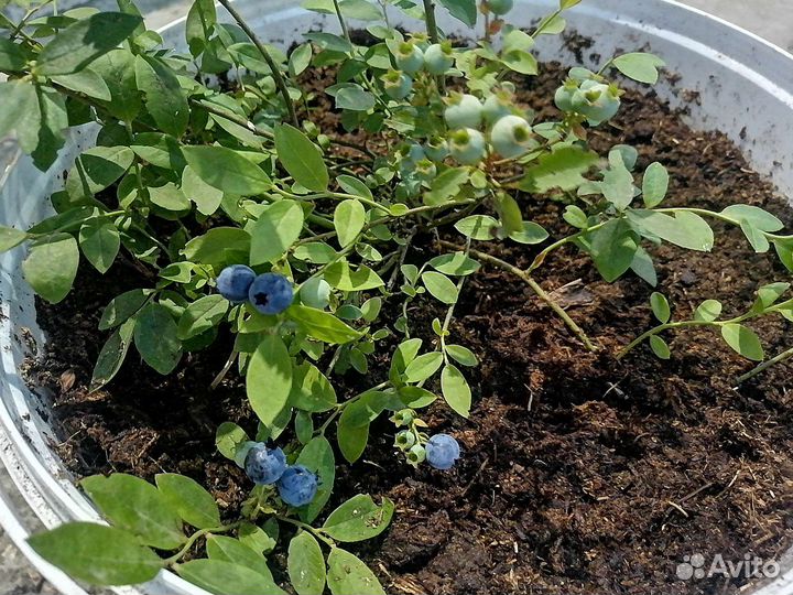 Черника садовая 