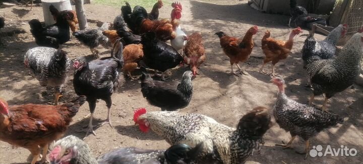 Молодые петухи, гуси, цыплята