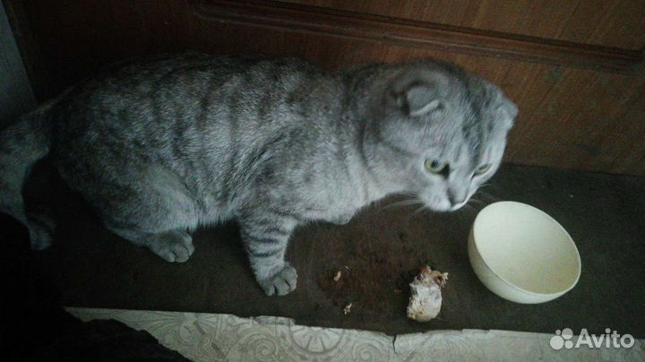 Отдам кота вислоухого в добрые руки