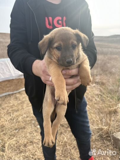 Щенок в добрые руки бесплатно