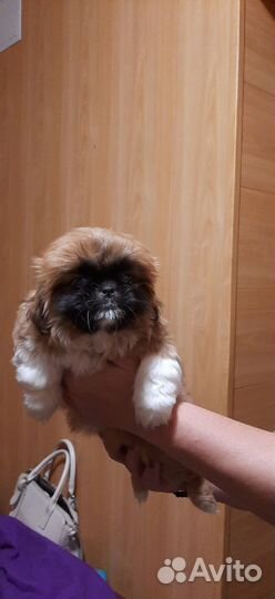 Пекинес девочка 2 мес