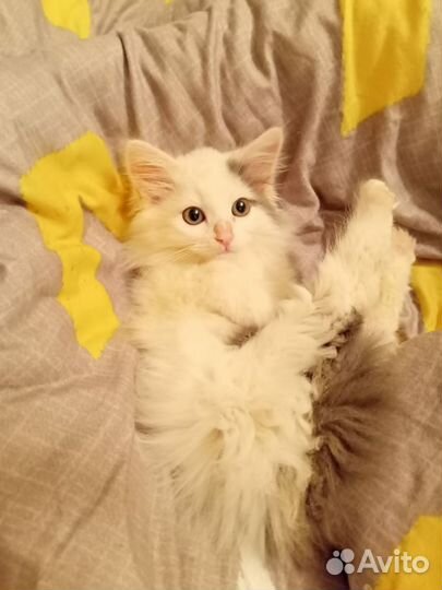 Котенок