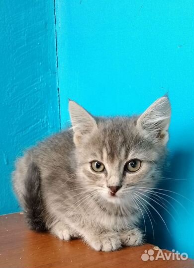 В добрые руки