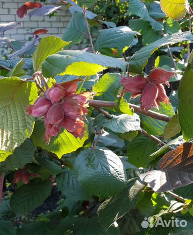 Фундук Академик Яблоков 4 летний куст купить в Москве | Товары для дома ...