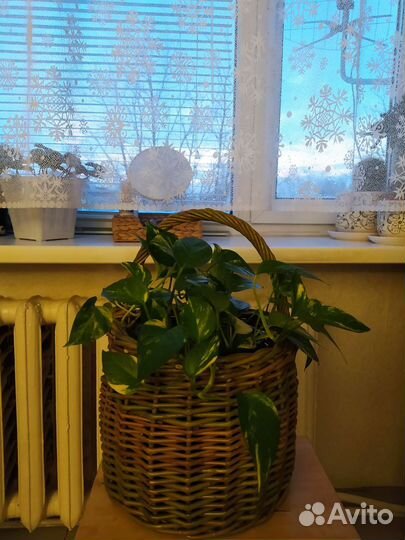 Сциндапсус золотистый