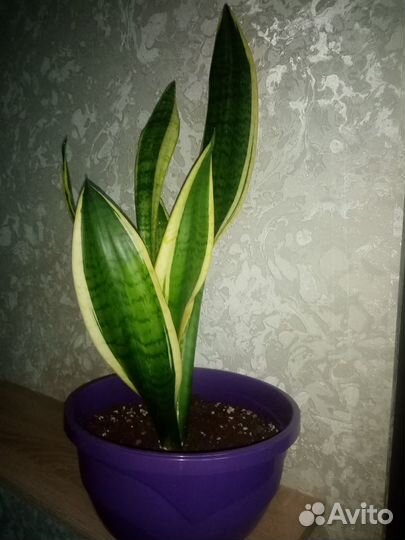 Сансевиерия, щучий хвост