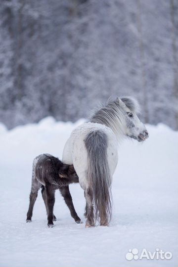 Пони аппалуза