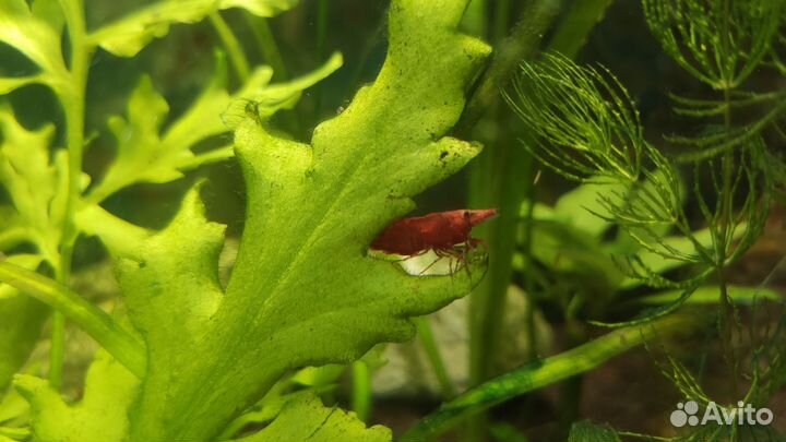 Креветки красный огонь