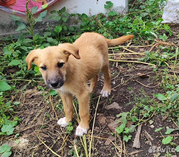 Собака в добрые руки маленькая порода