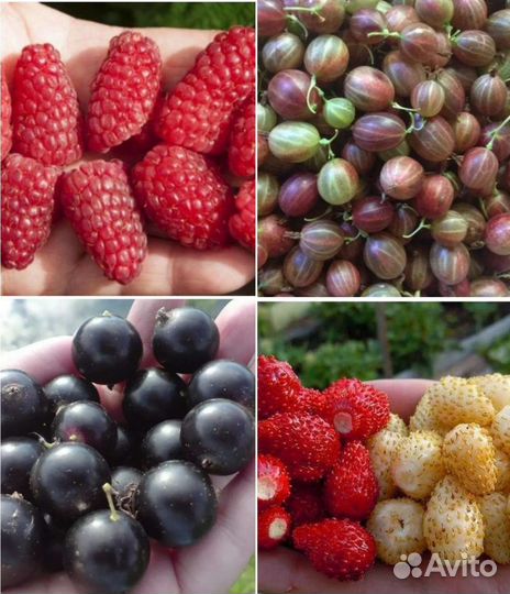 Варенье: малина, жёлтая слива, чернослив