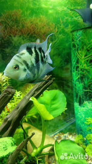 Аквариумные рыбки