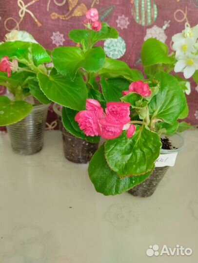 Бегония красная махровая 2