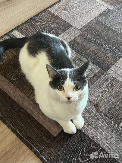 Котик в дар бесплатно