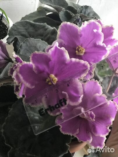 Фиалка Готическая элегантность. «Детки»