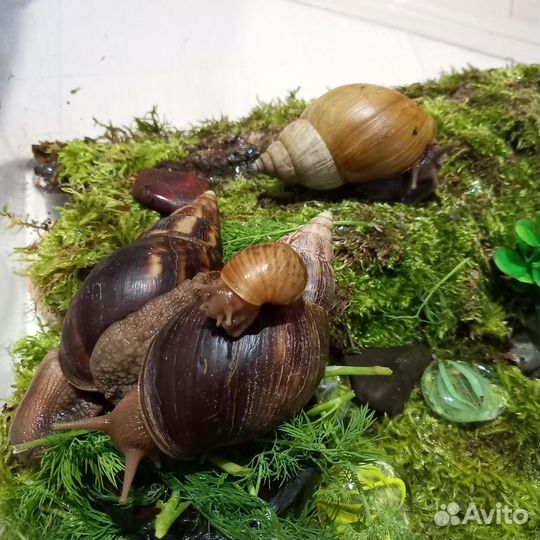 Отдам улиток