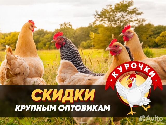 Курочки несушки с доставкой