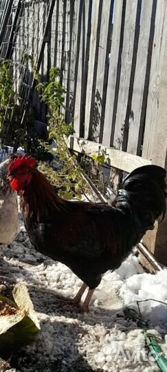 Молодые петухи