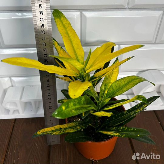 Кротон Санни