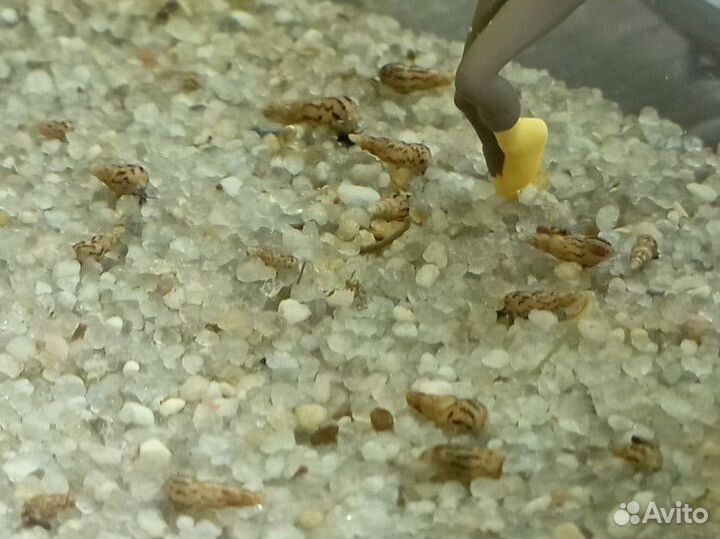 Улитки Мелания