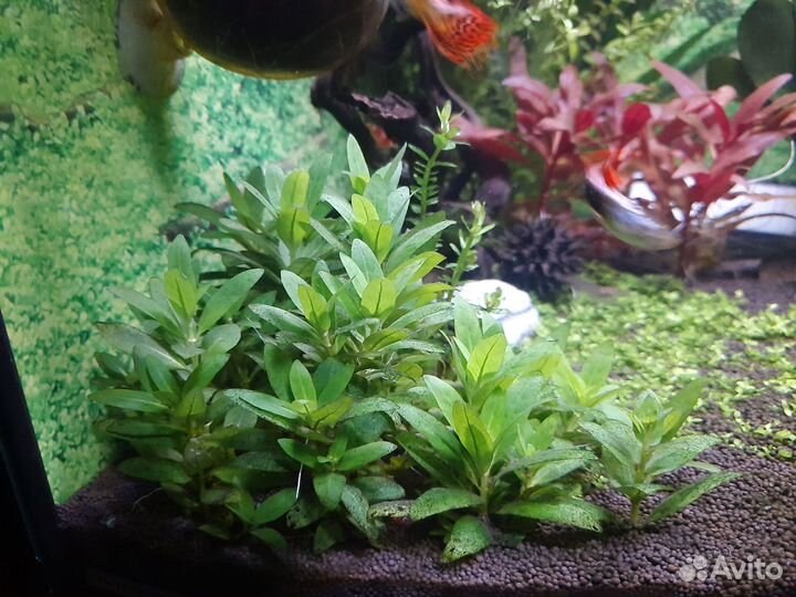 Мох феникс,ротала макранда грин, аквариум 50л
