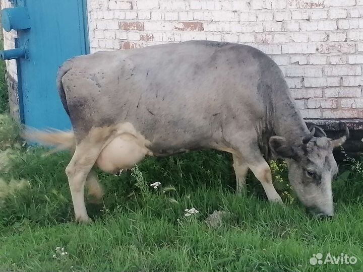 Корова дойная