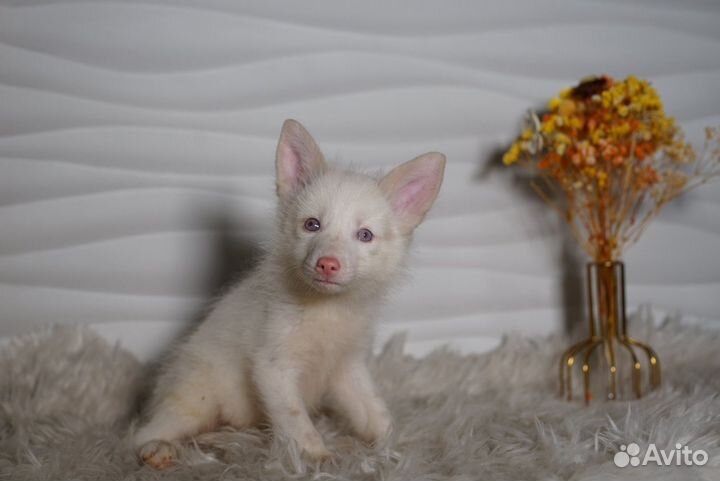 Продам щенков