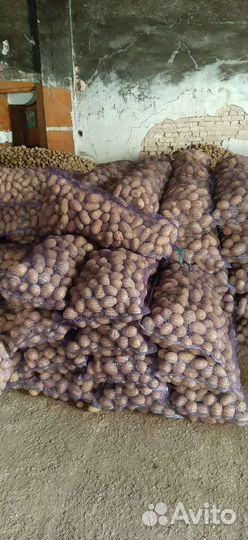 Продам картофель