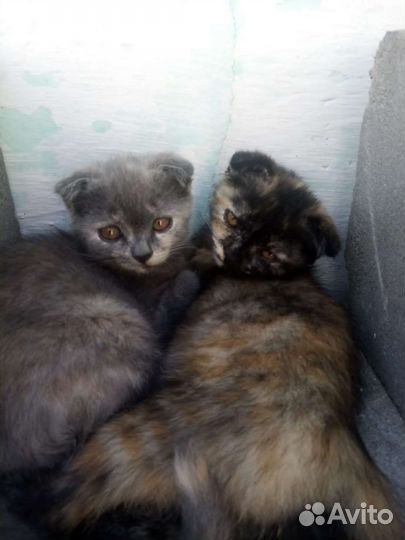 Кошки в добрые руки