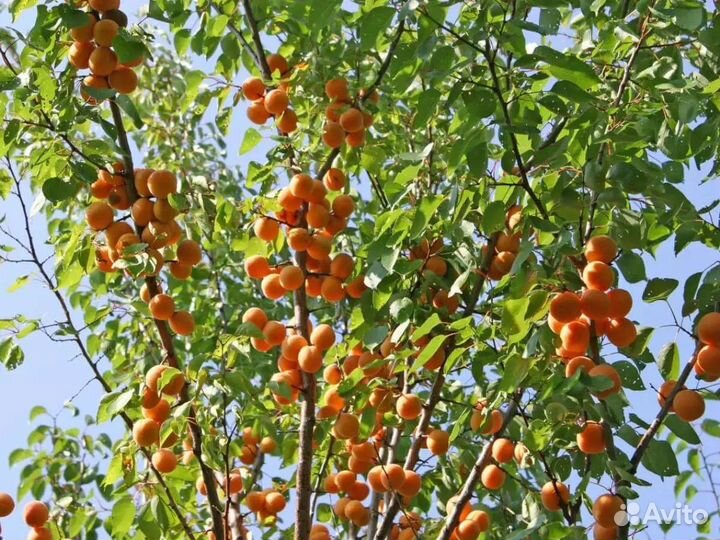 Абрикос зимостойкий