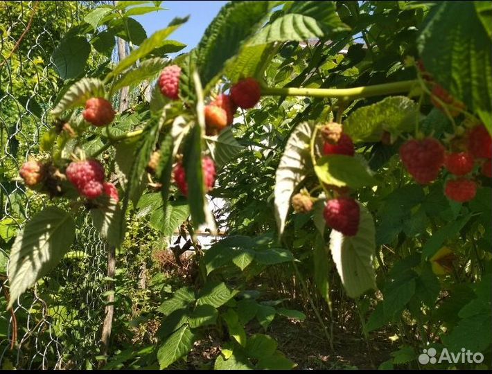Саженецы ремонтантная малина, йошта, облепиха