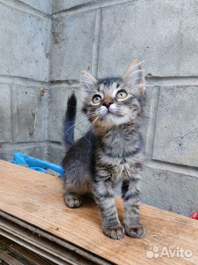 Котенок