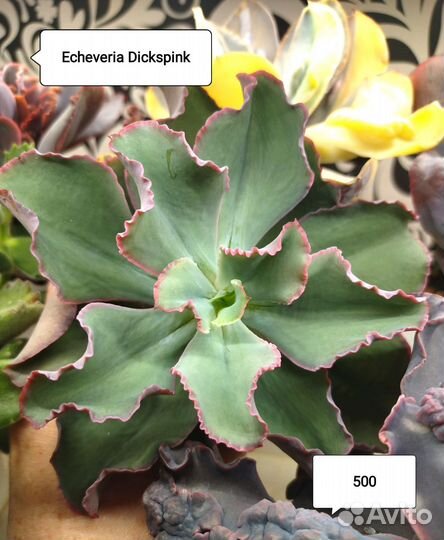 Суккуленты, эхеверии