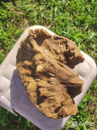 Окаменелость (Губка хететес)