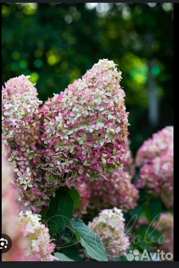 Гортензии метельчатые