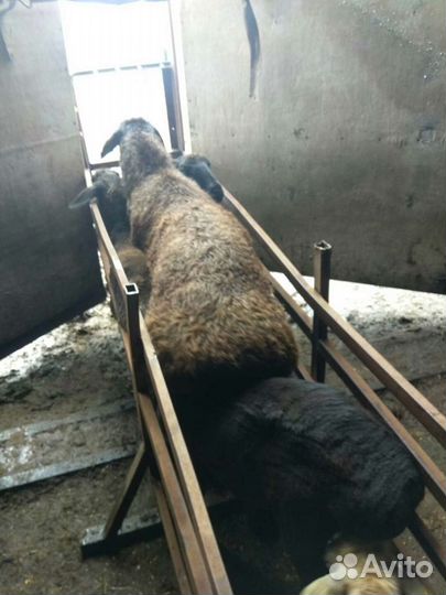 Ярочки, баранчики, овцы, эдельбаевской породы