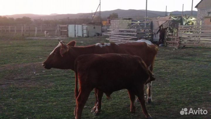 Корова с теленком