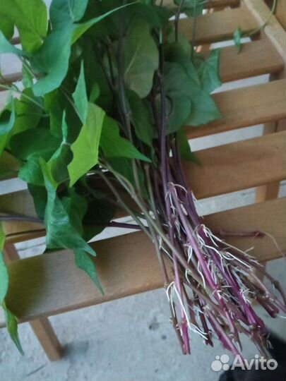 Рассада батата 2024