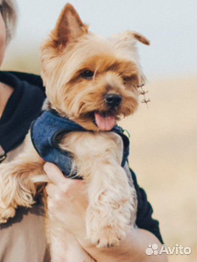 Вязка, не продажа