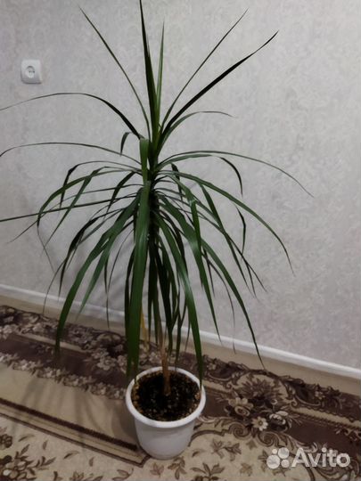 Пальма драцена