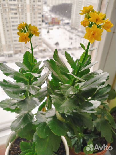 Каланхое жёлтый