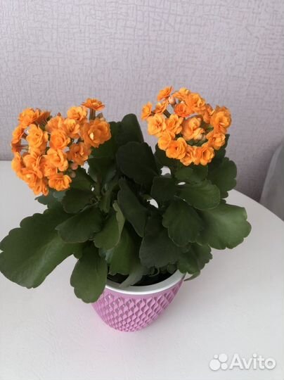 Каланхоэ
