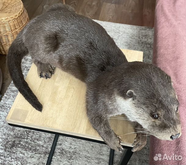 Чучело Выдра на манекене