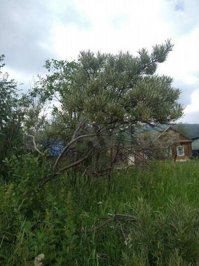 Участок 6 сот. (ИЖС)