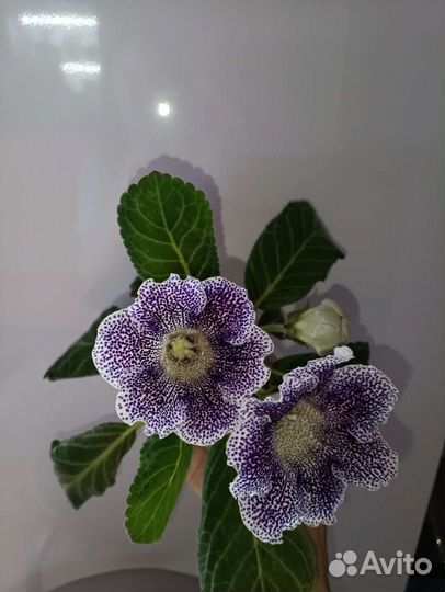Цветы глоксиния