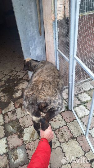 Овцы бараны