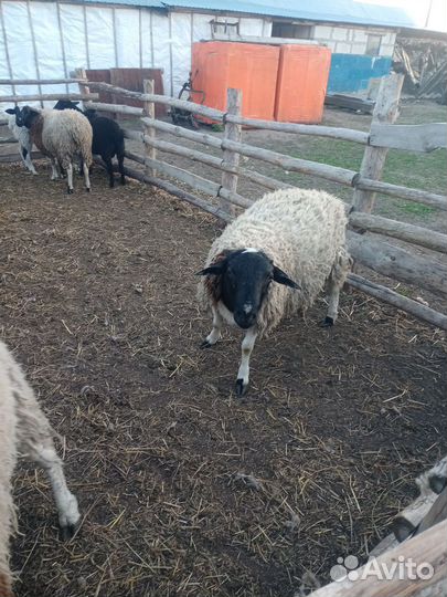 Ярки, бараны, баранчики