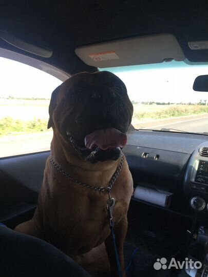 Бульмастиф