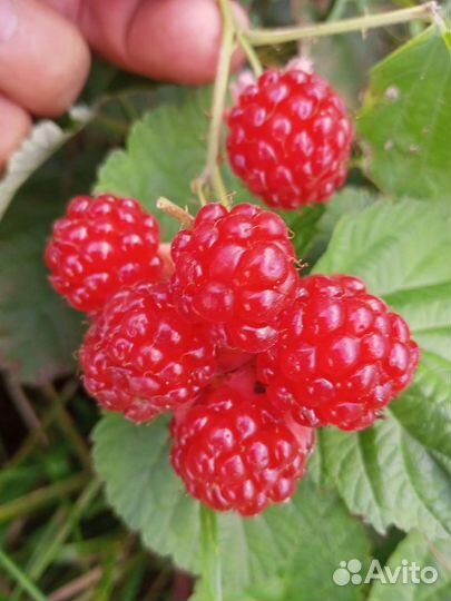 Ежемалина и ежевика и малина